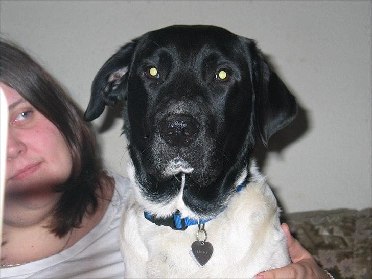 Blanding af racer Lucky - Lucky er næsten 1 år på dette billede billede 1