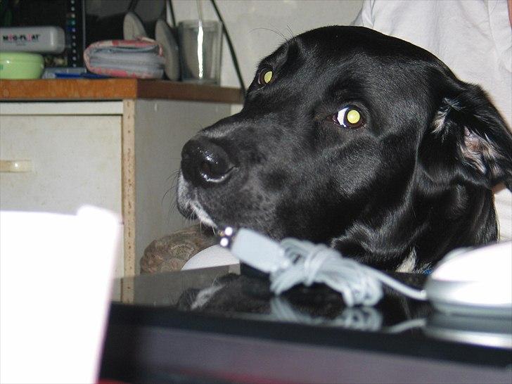 Blanding af racer Lucky - Han kan være rigtig fotogen :D billede 2