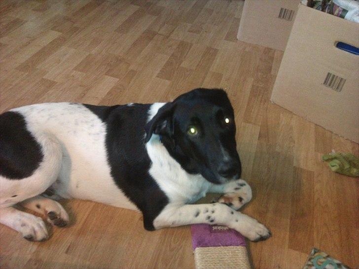 Blanding af racer Lucky - Her er han ca 5 mrd gammel billede 3