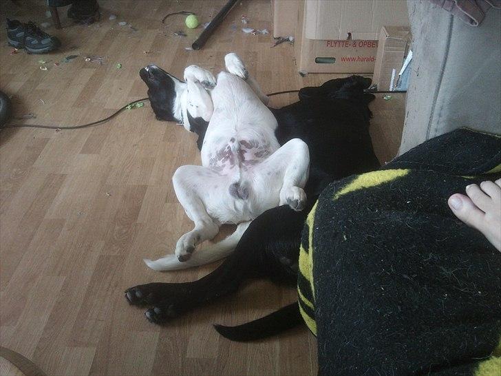 Blanding af racer Lucky - Sådan sover man bedst ;) billede 4