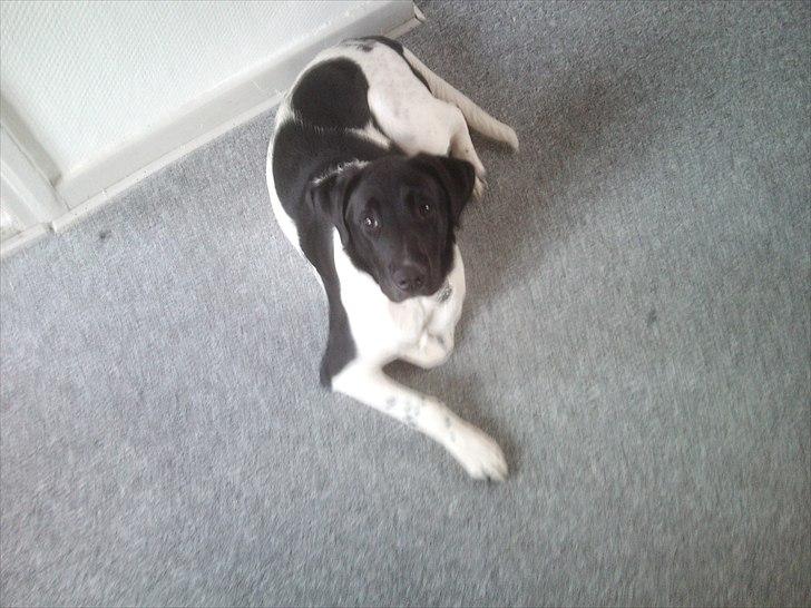 Blanding af racer Lucky - 7-8 mrd gammel billede 5