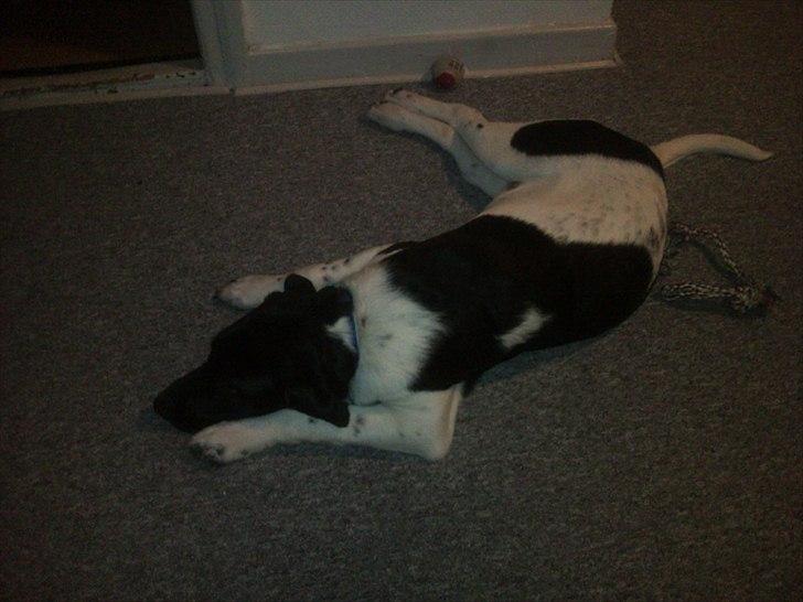 Blanding af racer Lucky - Også en af hans måder at sove på billede 6