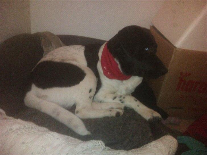 Blanding af racer Lucky billede 7