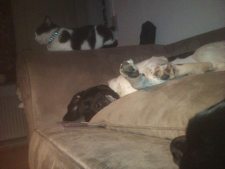 Blanding af racer Lucky - Endnu en måde at sove på billede 8