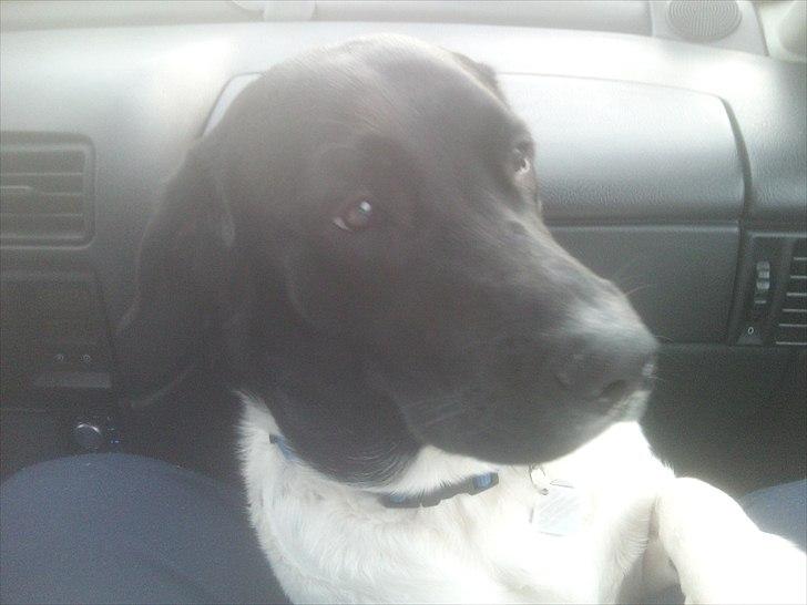 Blanding af racer Lucky - Var ikke så glad for at køre bil i starten men IDAG er det nok det bedste han ved  billede 9