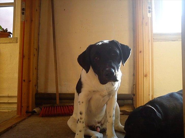 Blanding af racer Lucky - 9-10 mrd gammel og meget fotogen :D billede 10