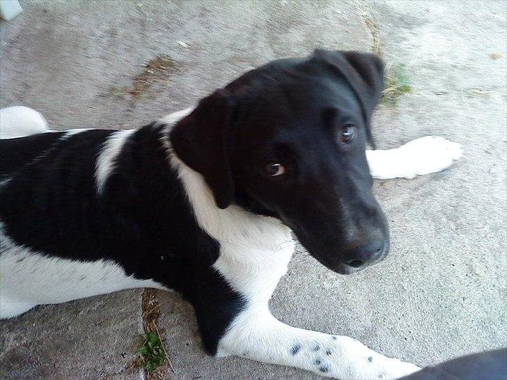 Blanding af racer Lucky billede 11