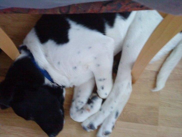 Blanding af racer Lucky - Ja sådan kan man altså også sove ;) billede 12