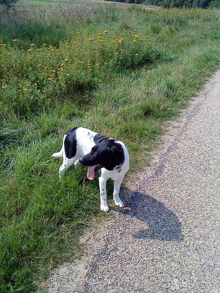 Blanding af racer Lucky - Det bedste han ved er at gå uden snor på og han er 7-9-13 ALDRIG stukket af endnu og bliver faktisk tæt på os når vi går billede 13