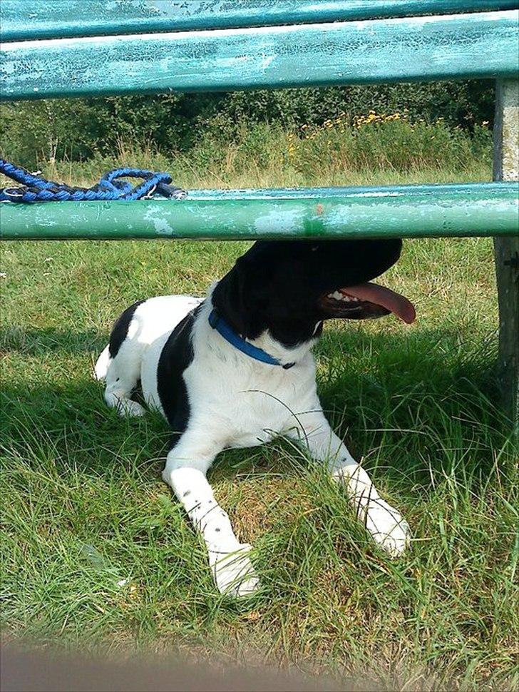 Blanding af racer Lucky - Når det er varmt er det godt at kunne komme i skyggen og få noget vand billede 14
