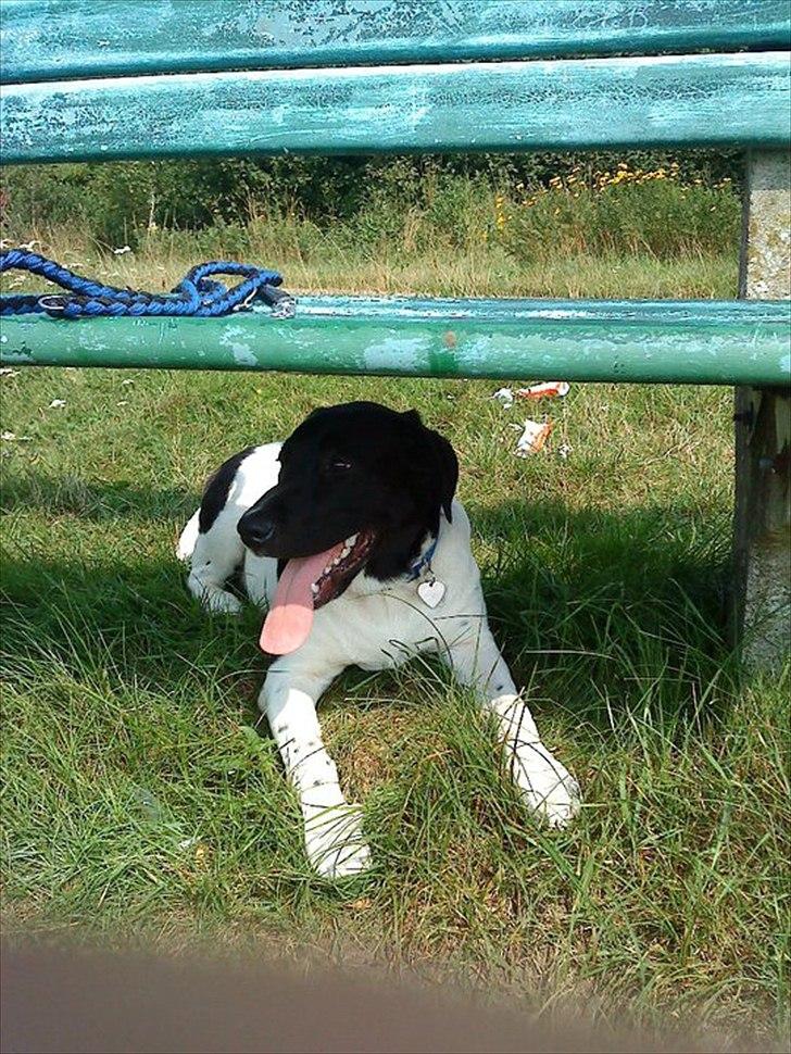 Blanding af racer Lucky billede 15