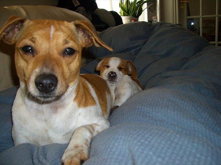 Dansk svensk gaardhund Molly - Det er mig der er den store! billede 1