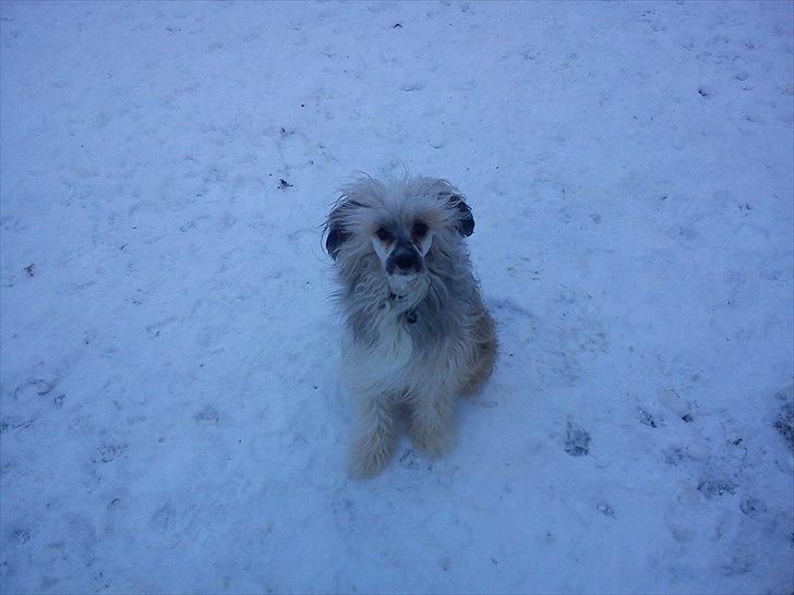 Chinese crested powder puff No Guts No Glorys Alvin billede 9