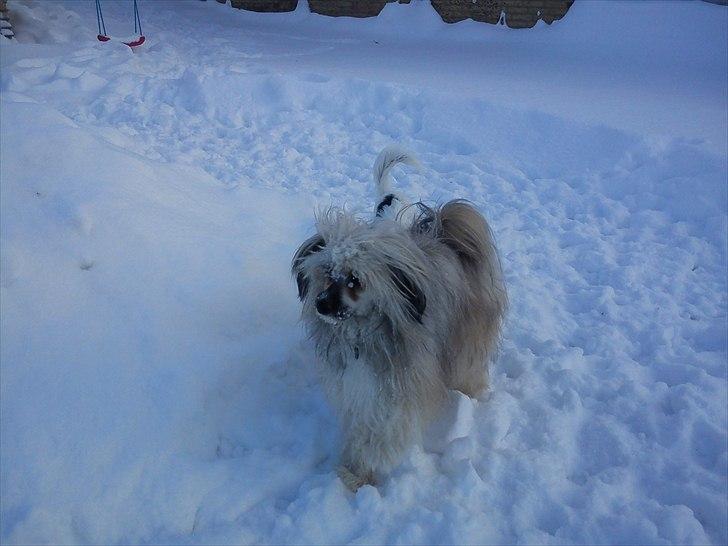 Chinese crested powder puff No Guts No Glorys Alvin billede 10