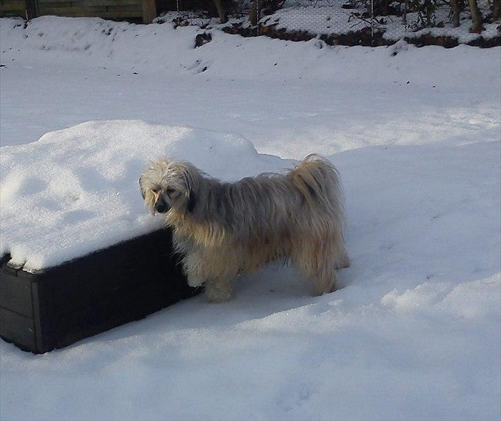 Chinese crested powder puff No Guts No Glorys Alvin billede 11