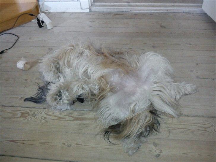 Chinese crested powder puff No Guts No Glorys Alvin billede 12