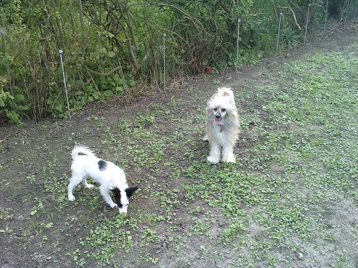 Chinese crested powder puff No Guts No Glorys Alvin billede 13