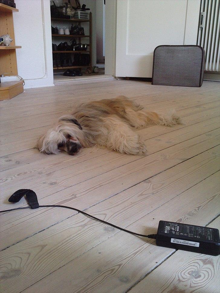 Chinese crested powder puff No Guts No Glorys Alvin billede 14