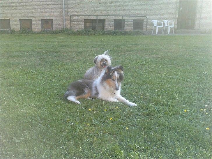 Chinese crested powder puff No Guts No Glorys Alvin billede 15