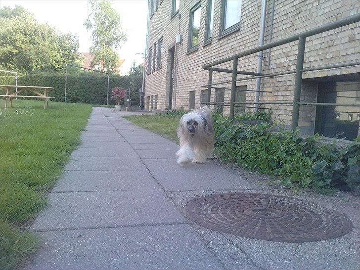 Chinese crested powder puff No Guts No Glorys Alvin billede 16