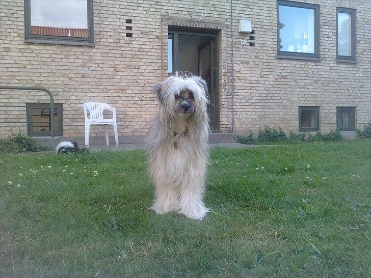 Chinese crested powder puff No Guts No Glorys Alvin billede 17