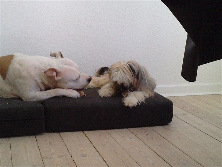 Chinese crested powder puff No Guts No Glorys Alvin billede 18