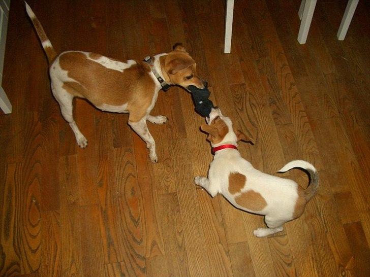 Dansk svensk gaardhund Molly - Elsker at lege med fars sokker billede 2