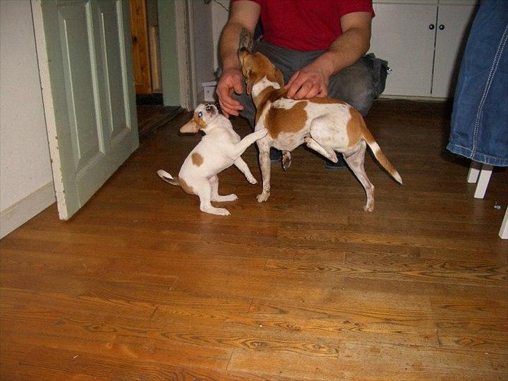 Dansk svensk gaardhund Molly - årrrh nu kom der nogen der gad klø mig billede 4