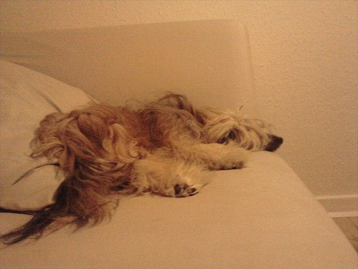 Chinese crested powder puff No Guts No Glorys Alvin billede 19