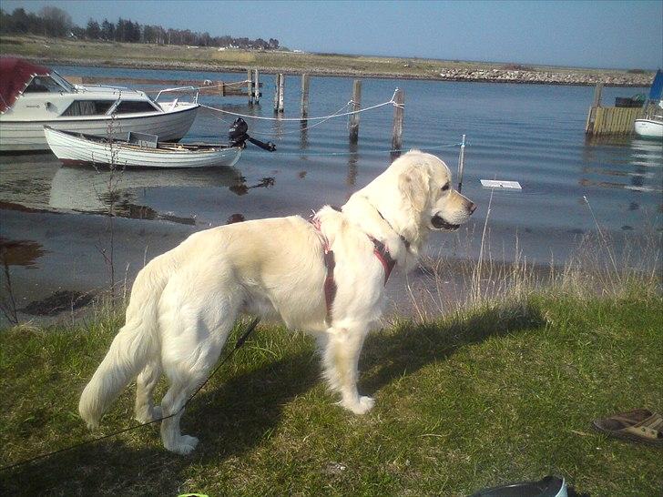 Golden retriever Felix billede 16