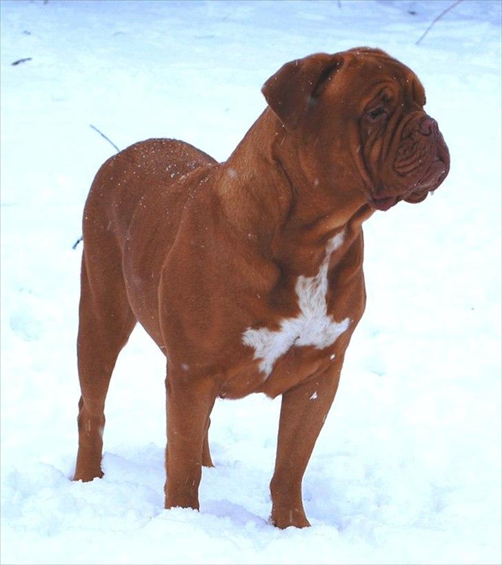 Dogue de bordeaux Ziljah billede 8