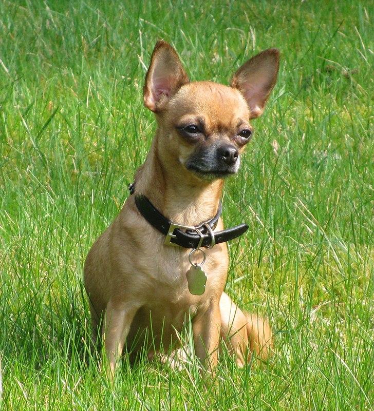 Chihuahua Duddi billede 19