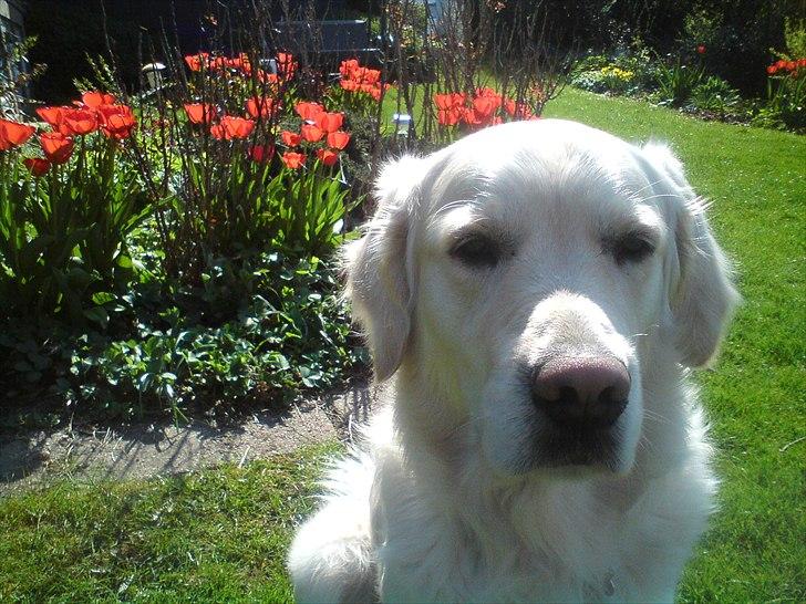 Golden retriever Felix billede 17
