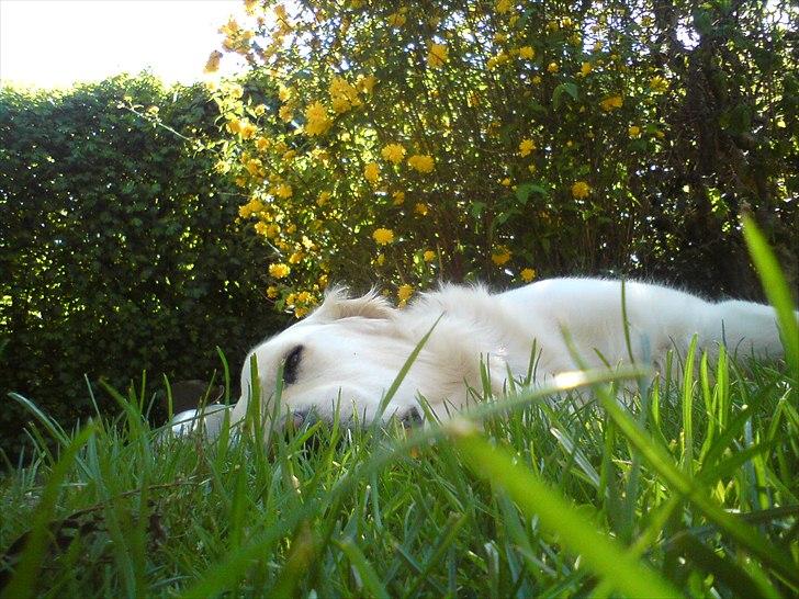 Golden retriever Felix billede 18