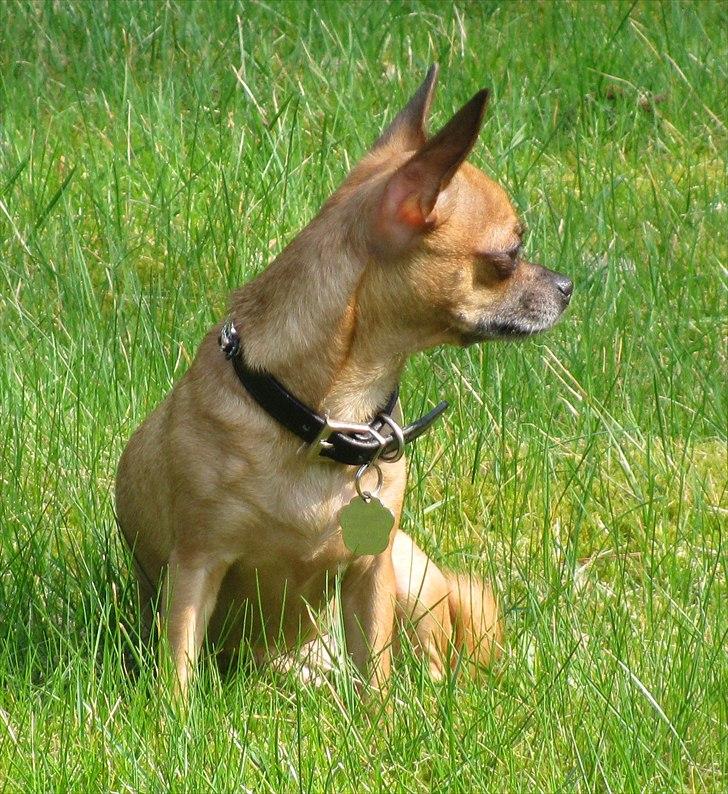 Chihuahua Duddi billede 20