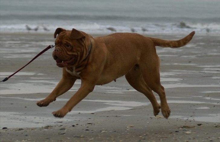 Dogue de bordeaux Ziljah - Weeee den flyvende vovse ;) billede 4