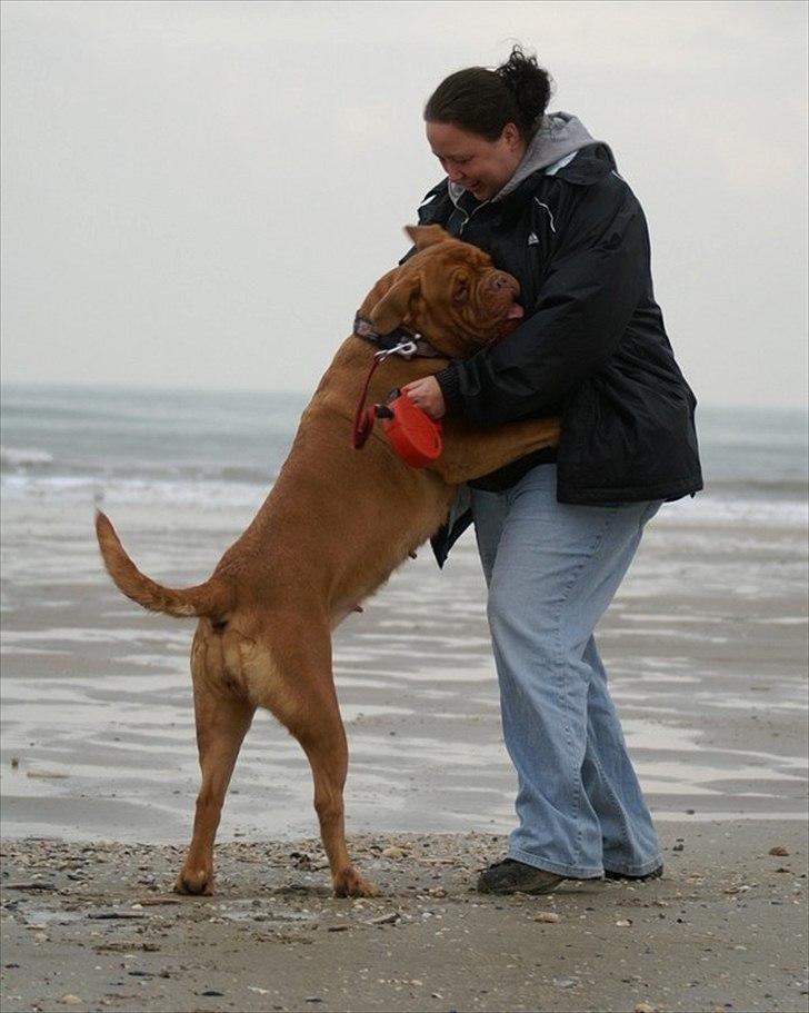 Dogue de bordeaux Ziljah - Kærlighed!! <3 billede 5