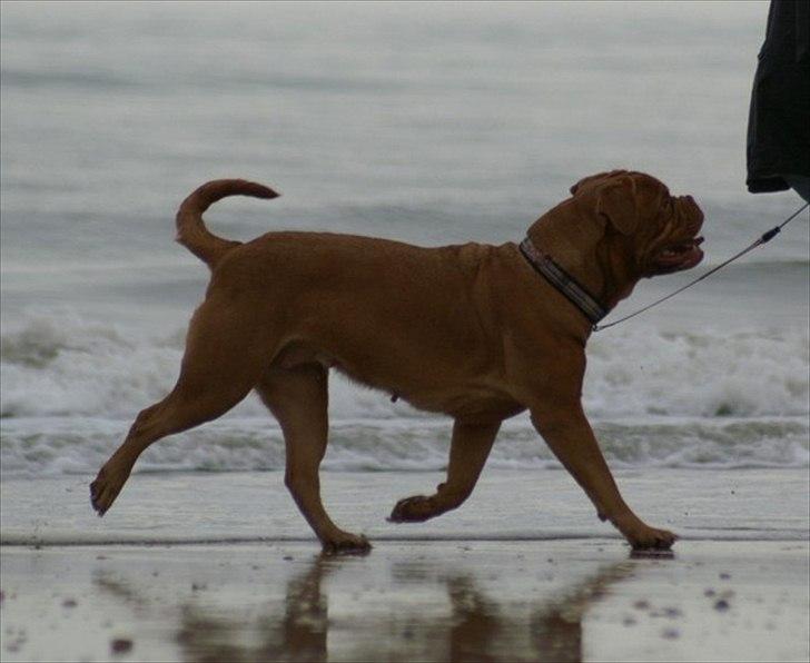 Dogue de bordeaux Ziljah - Bevæger sig som en drøm! billede 7