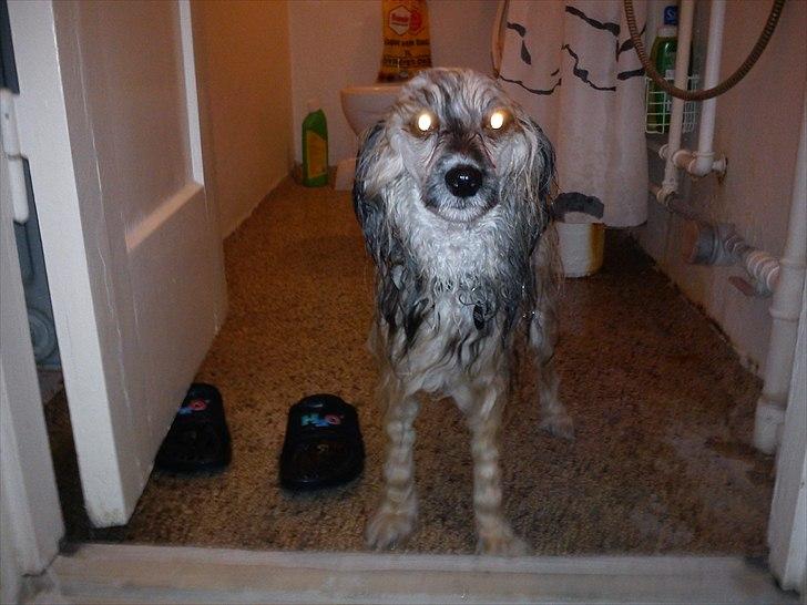 Chinese crested powder puff No Guts No Glorys Alvin billede 20