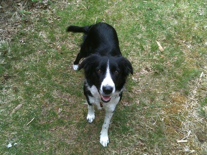 Border collie Wicka billede 16