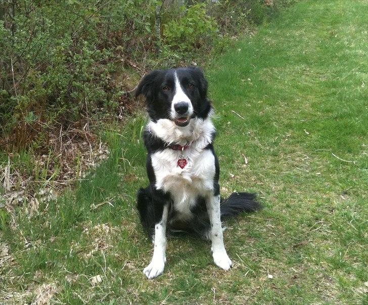 Border collie Wicka billede 17