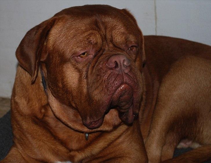 Dogue de bordeaux CaMeeko a Touch of Ti Amo - Our king of the house <3 billede 3