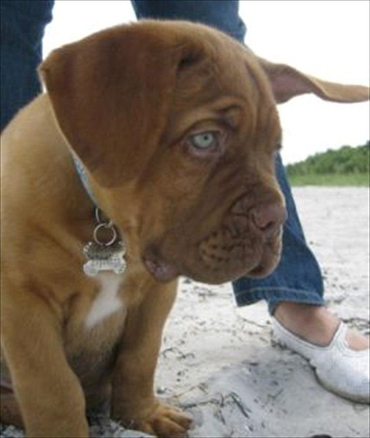 Dogue de bordeaux CaMeeko a Touch of Ti Amo - CaMeeko 9 uger billede 8