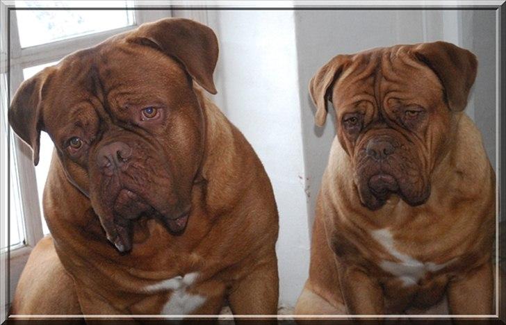 Dogue de bordeaux CaMeeko a Touch of Ti Amo - CaMeeko & Isolde <3 billede 5