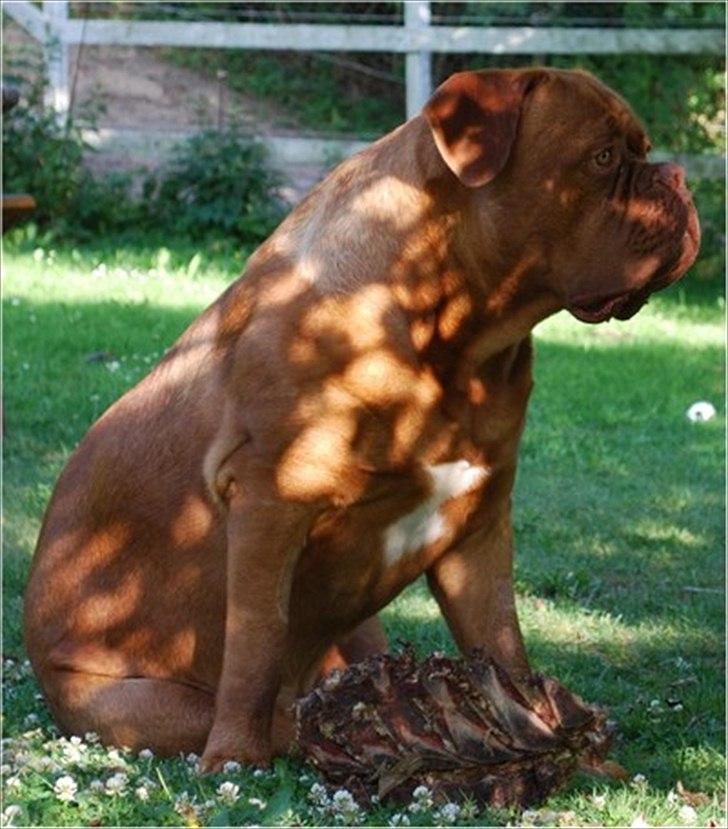 Dogue de bordeaux CaMeeko a Touch of Ti Amo - CaMeeko 14 mdr. billede 1