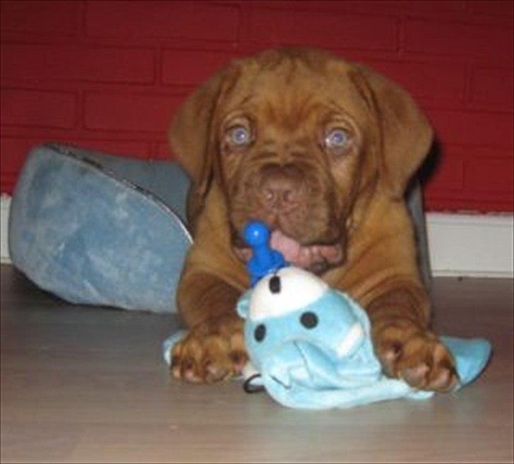 Dogue de bordeaux CaMeeko a Touch of Ti Amo - CaMeeko 8 uger billede 9