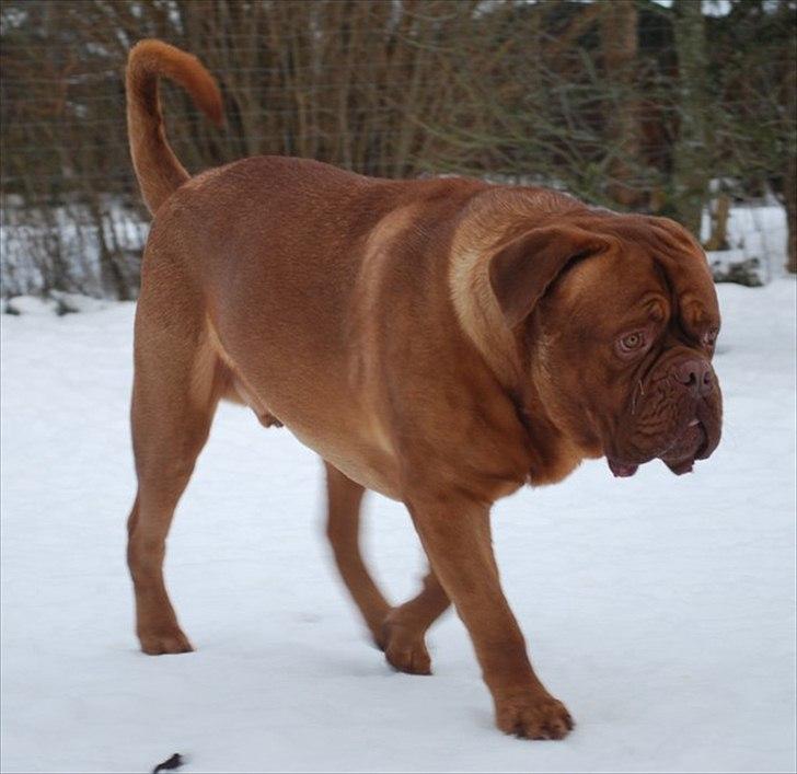 Dogue de bordeaux CaMeeko a Touch of Ti Amo - CaMeeko 1½ år billede 6