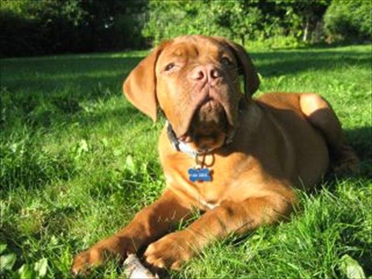 Dogue de bordeaux CaMeeko a Touch of Ti Amo - CaMeeko 11 uger billede 7