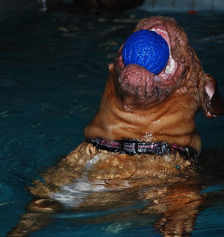 Dogue de bordeaux Isolde Van't Bulscampvelt - Isolde i svømmehallen :) Hendes absolutte ynglings beskæftigelse <3 billede 4