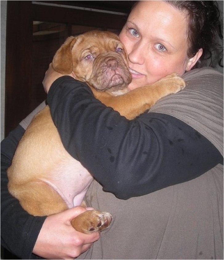Dogue de bordeaux Isolde Van't Bulscampvelt - Min skønne prinsesse (8 uger) og jeg <3 billede 20